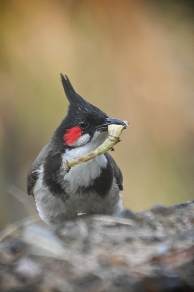 A close-up image of a Red-whiskered bulbul with distinctive black-and-white plumage and a prominent black crest. The bird has striking red patches on both sides of its head. It is holding a green insect in its beak, with a blurred natural background that suggests a soft-focus setting.