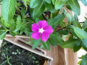 A vibrant pink periwinkle flower with five petals is surrounded by lush green leaves in a garden setting,
