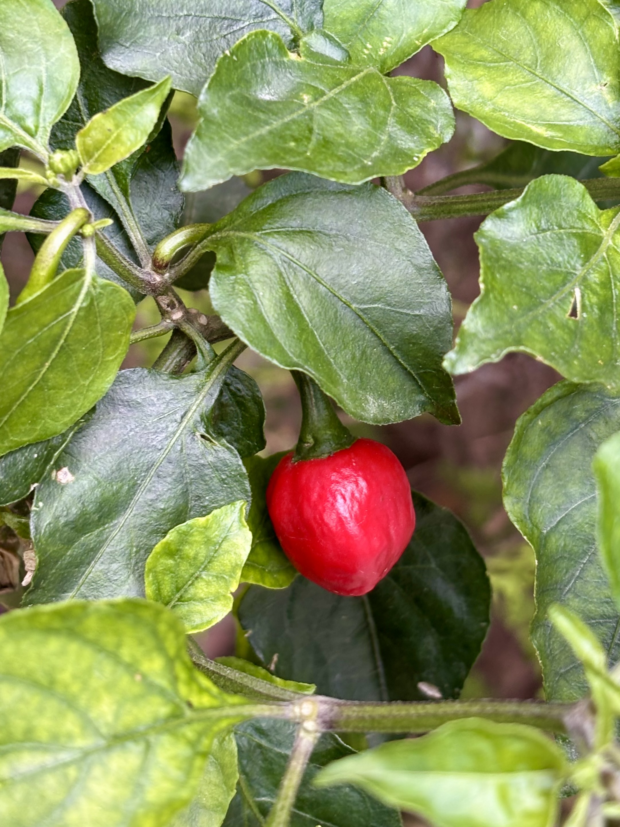 A bright red ripe chili pepper nestled among lush green leaves on the plant.