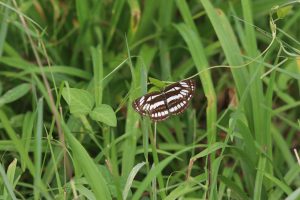 A beautiful butterfly rests on a vibrant green blade of grass. The butterfly has striking black and white striped wings, creating a detailed pattern. Its wings are spread slightly, showcasing its delicate features.