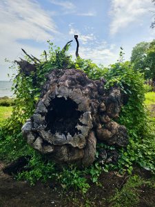 A massive old tree root, partly covered with vines and fresh green plants, creates a striking natural scene. The contrast between aged wood and new growth symbolizes nature’s resilience. Captured at St. Angelo Fort, Kannur, Kerala.
