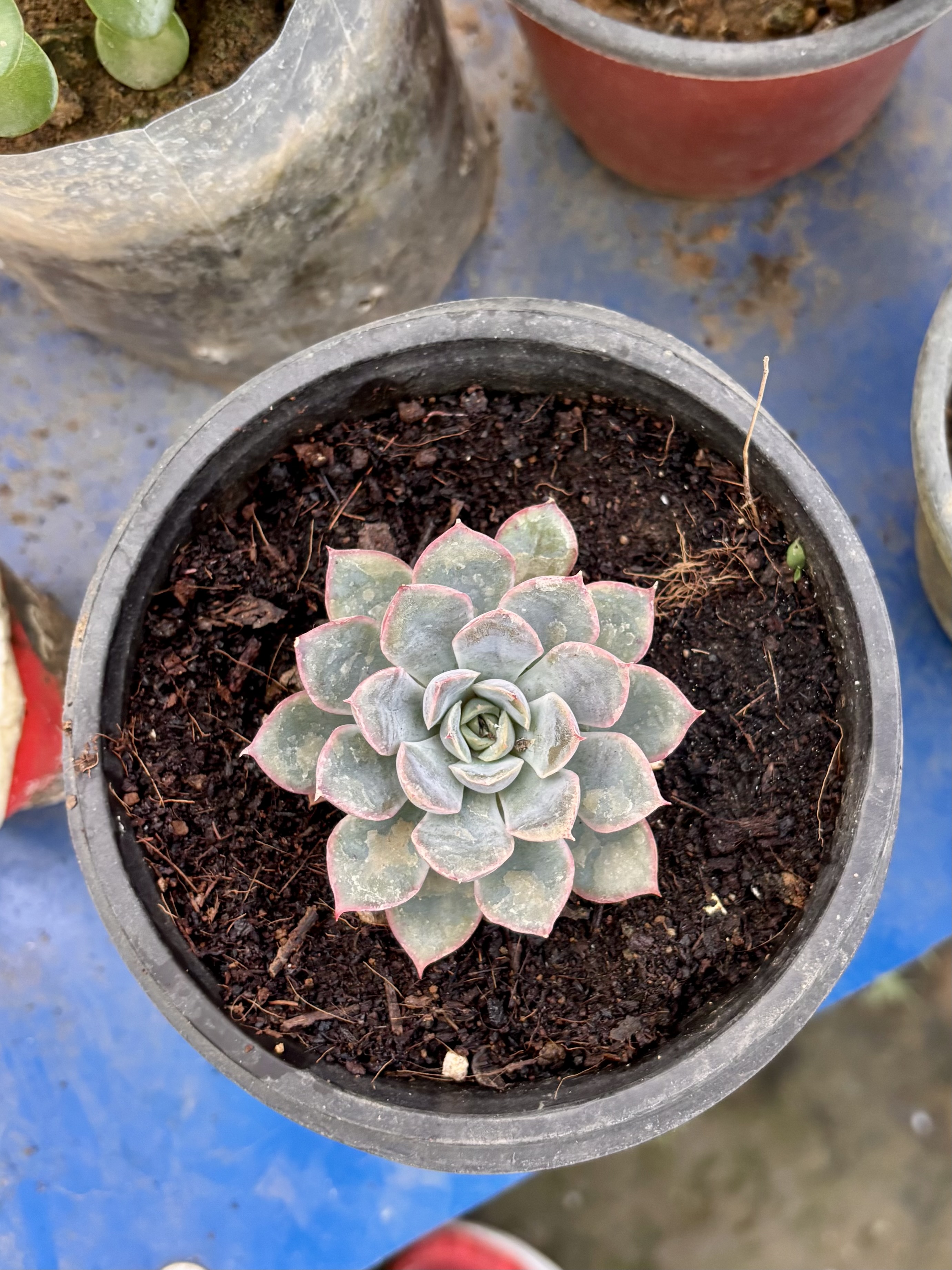 Top-down view of a potted succulent with rosette-shaped, green leaves edged in pink.