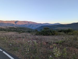A wide mountain landscape at dawn with layers of hills, sparse vegetation, and small white wildflowers in the foreground under a clear pale sky.
