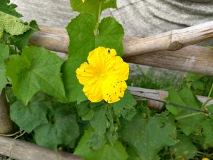 A bright yellow luffa gourd flower with a small beetle visiting, blooming on a vine along a bamboo trellis. 