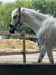 A white horse stands near a wooden fence, looking to the side. Its mane is long and slightly windswept, and it wears a halter around its face. In the background, a large pile of straw or hay is visible, along with greenery from surrounding trees.