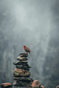 Lonely Bird Surviving Winter at North ABC