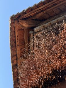 Wooden roof covered with icicles under a clear blue sky
