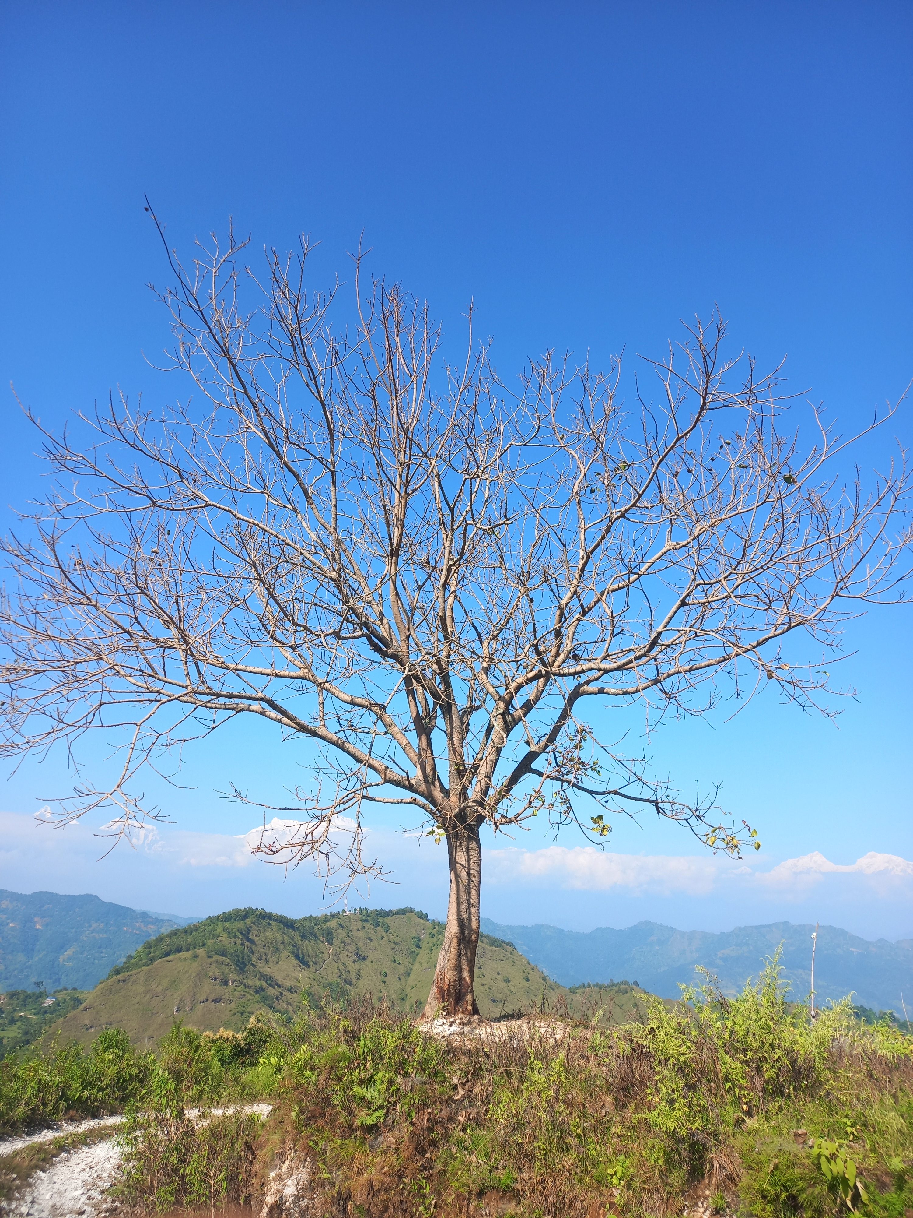 Bare leafless tree standing alone on a hilltop, blue sky, valley view.