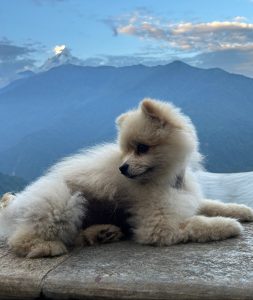 Fluffy dog lounging on a stone surface with a mountainous background. The sky is partly cloudy against a serene, blue backdrop at sunrise.
