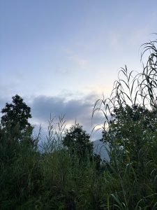 A serene landscape at dawn with a lush green hill and tall trees under a soft blue sky. Light clouds hint at a calm, peaceful morning atmosphere.