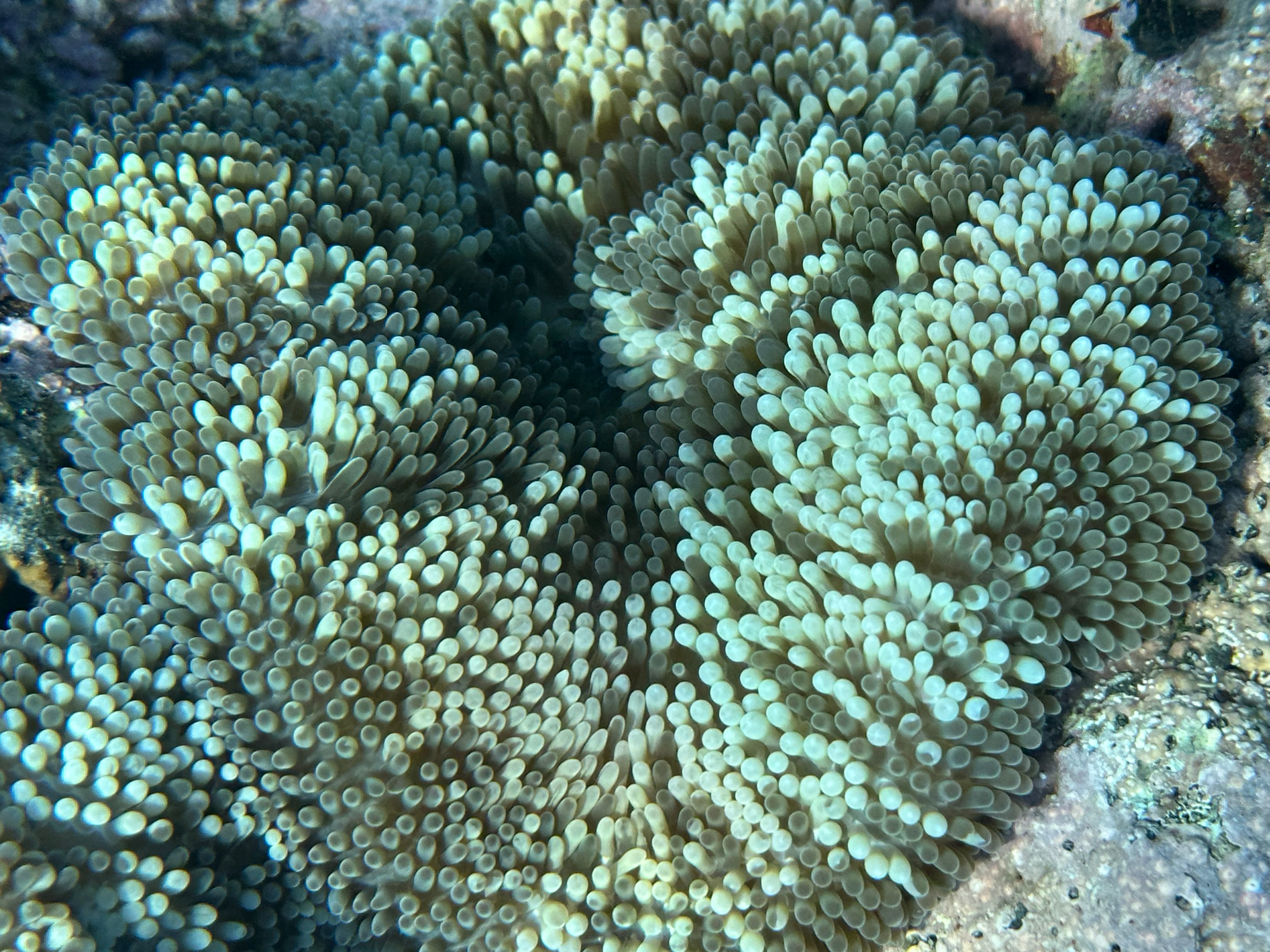 A big green anemone with darker and lighter tentacles