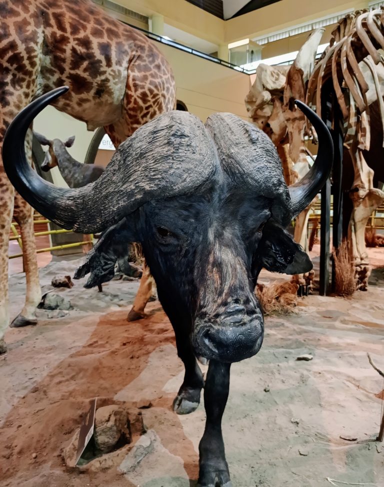 A close-up taxidermy mount of a Cape buffalo head, showcasing its large curved horns and textured dark fur.