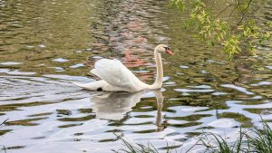A white swan glides across a calm pond, with its reflection visible in the rippling water and green branches hanging above.
