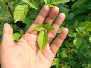 Hand holding a small green leaf sprig in sunlight. 