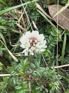 A delicate white clover flower blooming among the lush green vegetation of Prusia. This small wildflower adds beauty to the forest floor and reflects the rich biodiversity found in Costa Rica's mountain landscapes.
