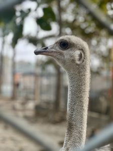 An ostrich looking sharp and attentive, waiting for its prey 