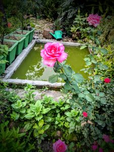 A close-up shot of a vibrant pink rose in full bloom, with a soft, blurred background featuring another pink rose, garden greenery, and a small pond.