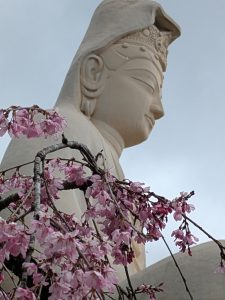 Large white Kannon statue at Ryozen Kannon Temple in Kyoto, Japan, framed by blooming pink cherry blossoms. Viewed from below, the serene Buddhist figure overlooks delicate sakura branches, creating a tranquil spring scene that symbolizes compassion, spiritual devotion, and Japanese cultural heritage.
