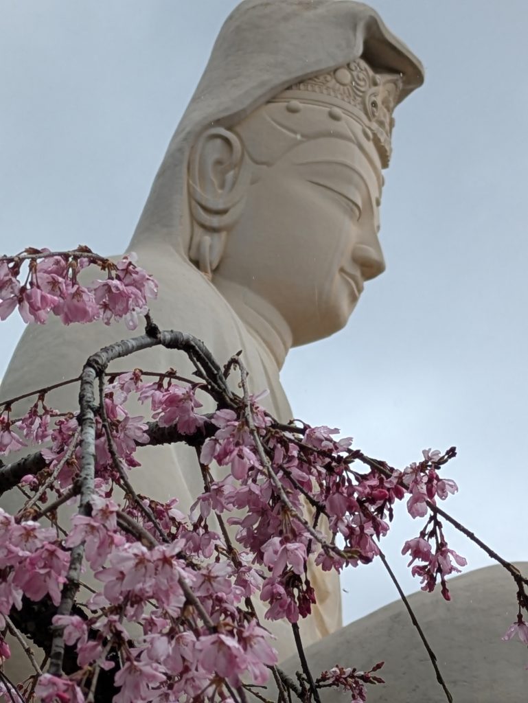 Large white Kannon statue at Ryozen Kannon Temple in Kyoto, Japan, framed by blooming pink cherry blossoms. Viewed from below, the serene Buddhist figure overlooks delicate sakura branches, creating a tranquil spring scene that symbolizes compassion, spiritual devotion, and Japanese cultural heritage.