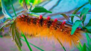 Vibrant orange caterpillar with red and black accents on a green leaf. Dewdrops cling to its fuzzy body.