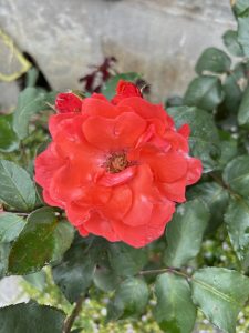 Close-up of a bright red rose in full bloom with green leaves and water droplets on the petals.