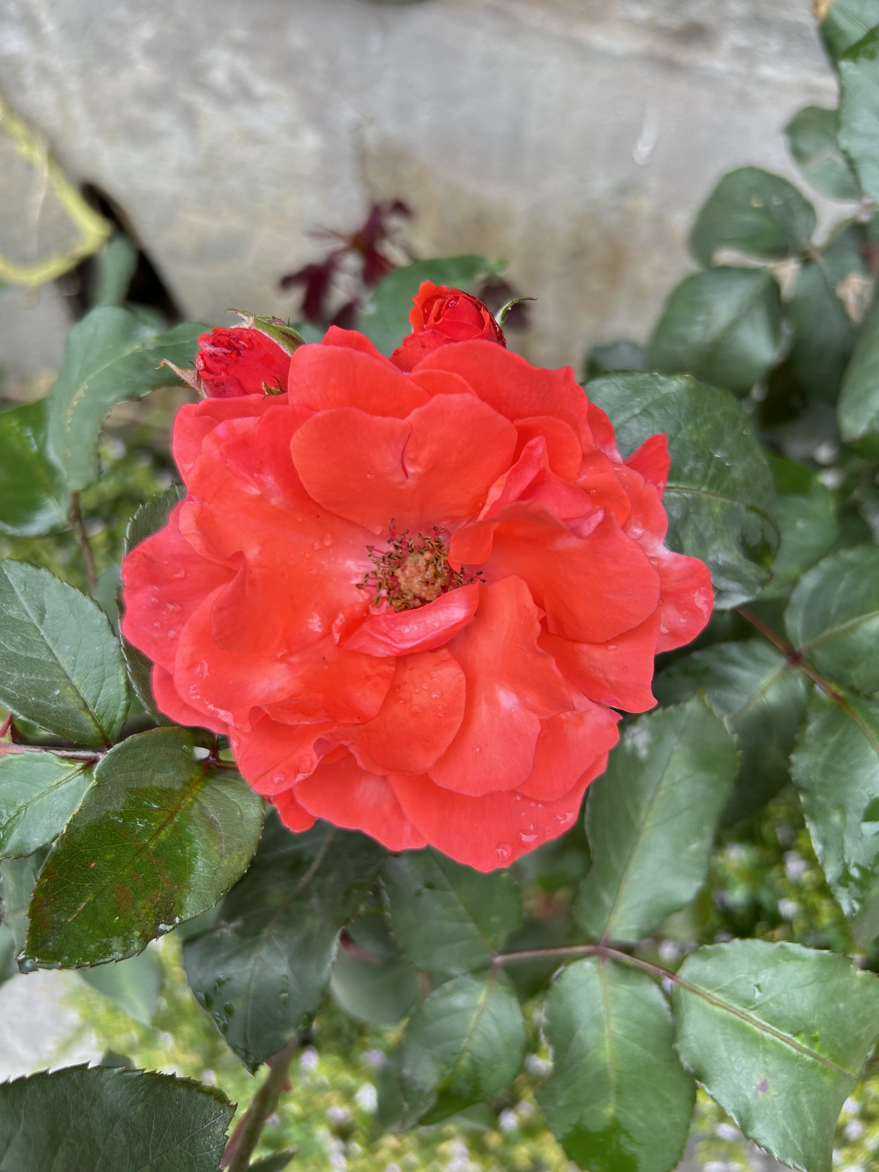Close-up of a bright red rose in full bloom with green leaves and water droplets on the petals.