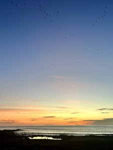 A wide vertical shot of a vibrant sunset over a calm ocean coastline. The sky transitions beautifully from a deep blue at the top to soft pink, bright orange, and golden yellow hues near the horizon. A scattered flock of birds flies high in the sky, and a dark, rocky shoreline wit
