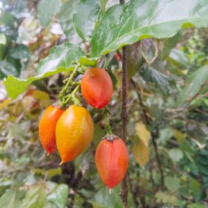 Cluster of ripening orange and yellow fruits hanging from a leafy branch after rainfall.