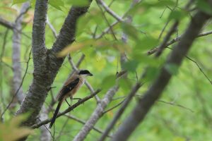 A brown bird with a black mask perches on a gray tree branch. The bird has a mottled brown back and wings, a white belly, and a long, pointed tail. The branch is covered in small, textured buds. The background is blurred green foliage at a wetland park. 
