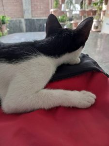 A black and white cat is resting on a red and black backpack, looking away. 