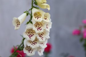Pale Yellow Foxglove Blossoms with Deep Maroon Interior Speckles in Selective Focus.
