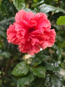 Fully bloomed double red hibiscus flower with layered ruffled petals, standing out against glossy green foliage.
