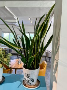 A tall snake plant with green and yellow variegated leaves sits in a speckled ceramic pot decorated with black flowers inside a brightly lit cafe or restaurant.
