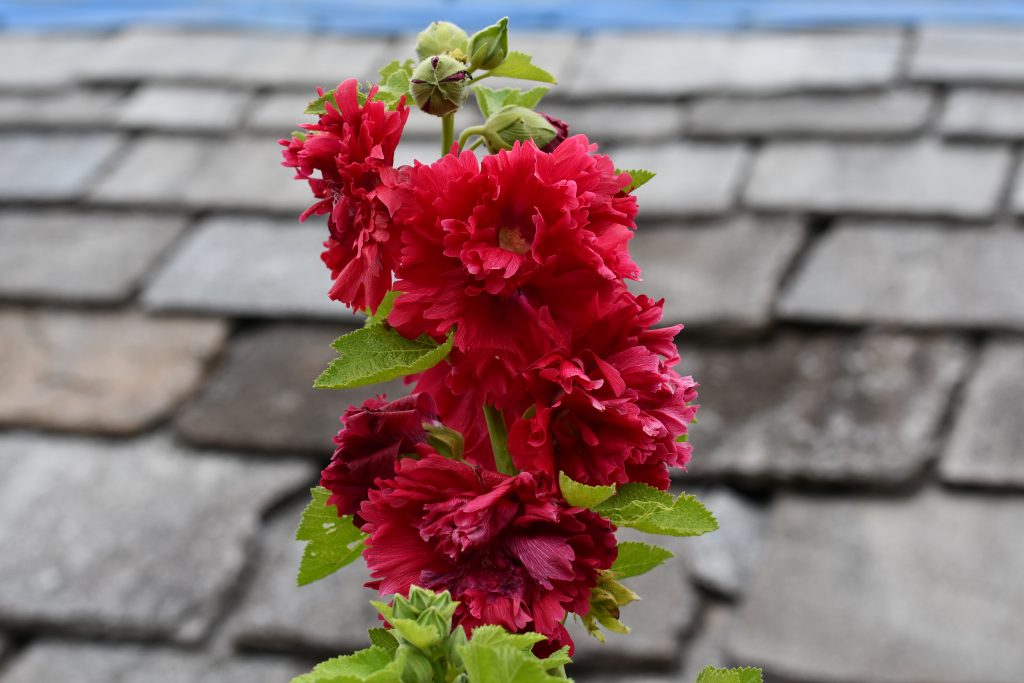 A tall stem features vibrant, layered red flowers with a fluffy, textured appearance, positioned against a backdrop of weathered gray shingles.