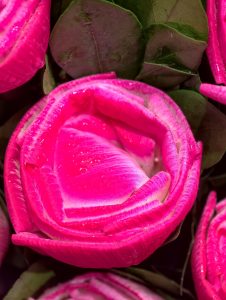 Close-up of a vibrant pink water lily with layered petals covered in tiny water droplets, surrounded by dark green lily leaves, highlighting the flower's rich color, delicate texture, and fresh appearance.