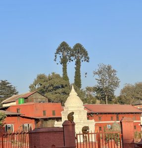 Twin Trees and Twin Monkeys in the Surroundings of Pashupatinath Temple, Kathmandu, Nepal 

