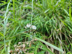 Delicate white dandelion seed heads among wild grass and dried wildflowers 