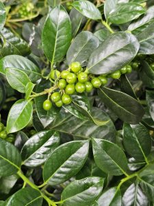 A close-up view of a cluster of fresh green berries (Nellie Stevens Holly) nestled among glossy dark green leaves. The rich textures, vibrant colors, and natural arrangement create a peaceful garden scene, highlighting the beauty of local plant life. Captured in Zurich, Switzerland.