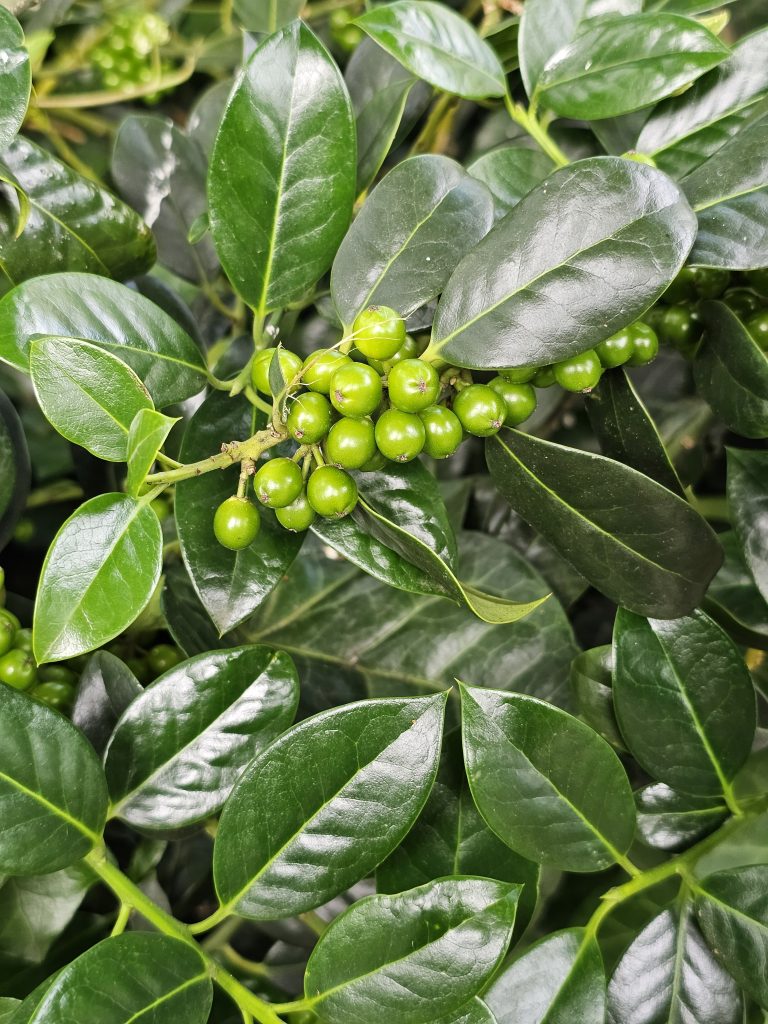 A close-up view of a cluster of fresh green berries (Nellie Stevens Holly) nestled among glossy dark green leaves. The rich textures, vibrant colors, and natural arrangement create a peaceful garden scene, highlighting the beauty of local plant life. Captured in Zurich, Switzerland.