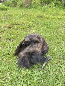 A tattered piece of dark fur lies on bright green grass
