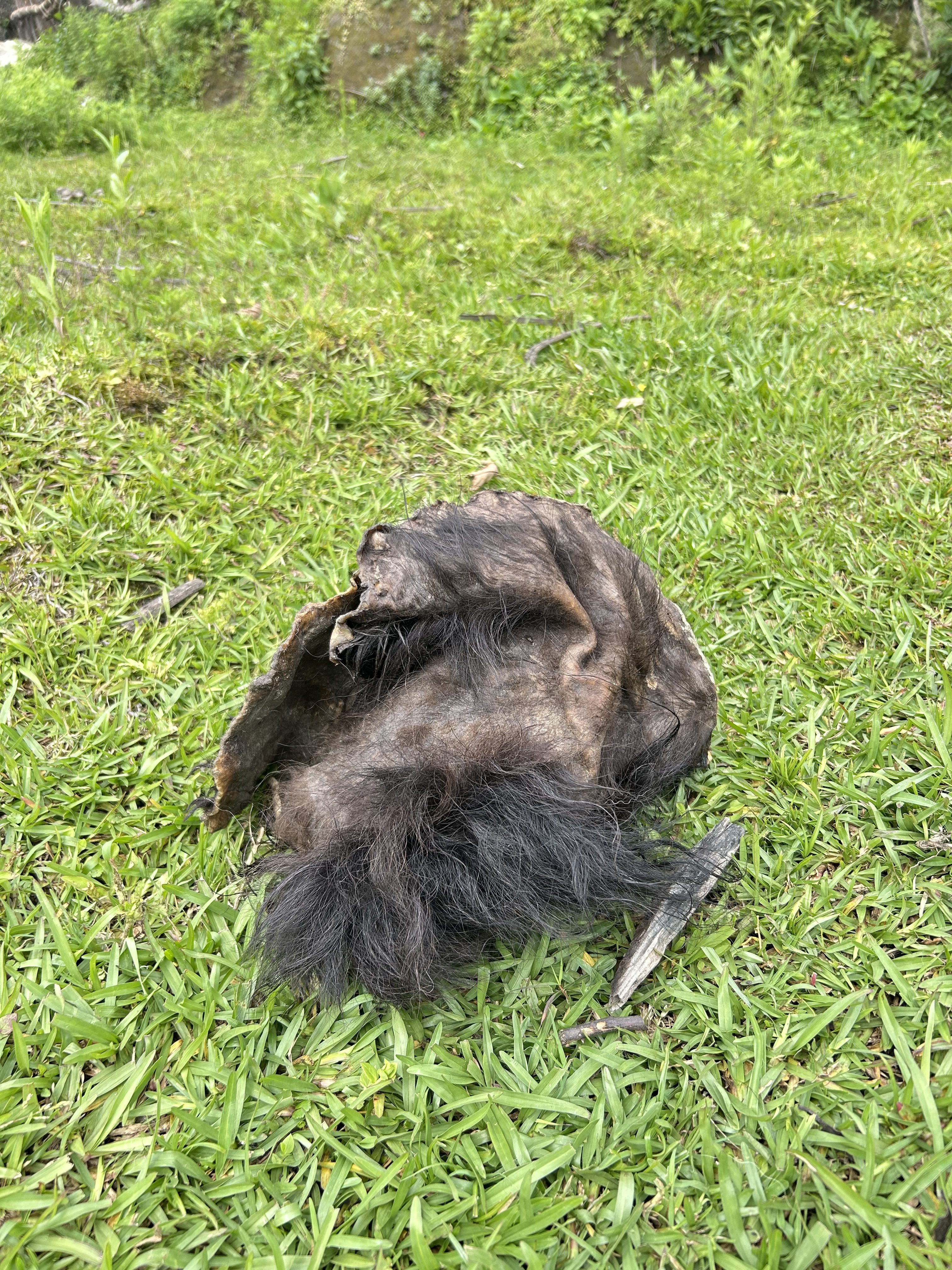 A tattered piece of dark fur lies on bright green grass