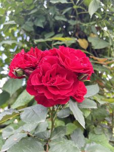 Vibrant red roses bloom amidst lush green leaves, creating a lively contrast. 