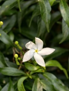 White crape jasmine flower blooming among lush green leaves and unopened buds.