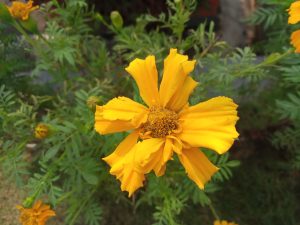 A yellow flower in the garden of Manigram Bishram Batika, Butwal, Nepal 