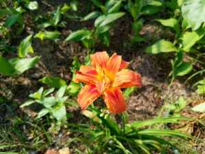 Vivid orange daylily in full bloom nestled among low ground-cover plants in a sunny garden. 
