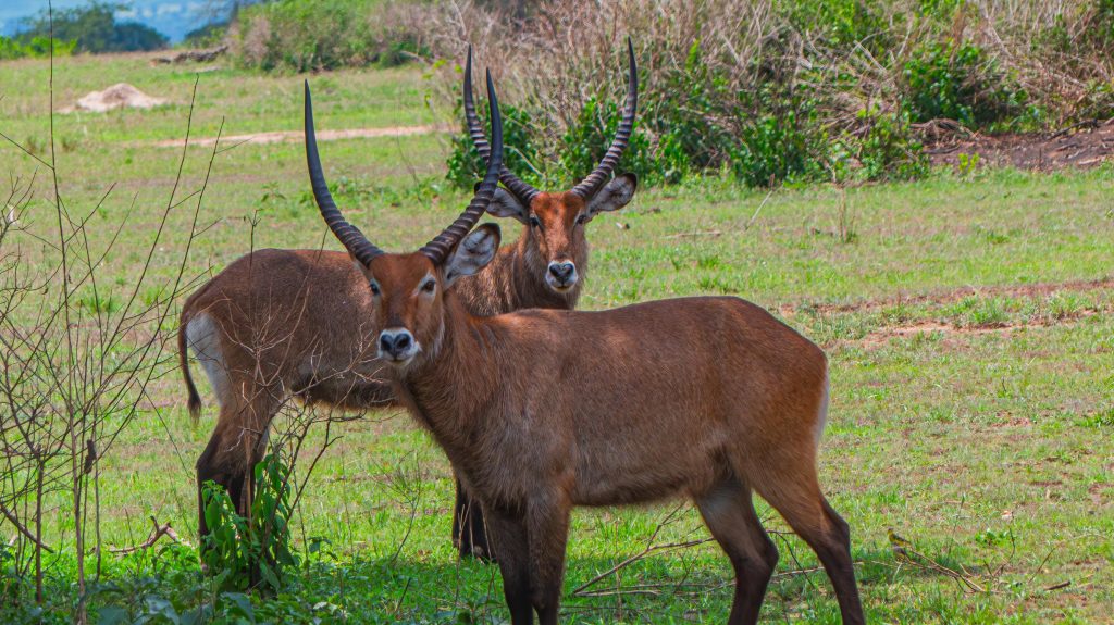 Two male waterbucks with long, curved, ridged horns standing in an open grassy field, with the foreground waterbuck viewed in profile looking toward the camera.