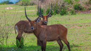 Two male waterbucks with long, curved, ridged horns standing in an open grassy field, with the foreground waterbuck viewed in profile looking toward the camera.