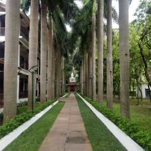 A serene tree-lined pathway of tall royal palms leading to a pristine white stupa at the end of a lush garden walkway 
