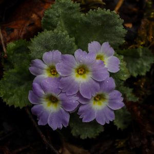 A cluster of delicate light purple primrose flowers with yellow centers, lightly sprinkled with dew drops. The flowers are surrounded by ruffled, textured green leaves growing against a dark, earthy forest floor. 

