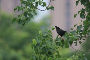 A black bird perches on a branch laden with bright green leaves. The bird is holding a leaf in its beak. Soft, out-of-focus greenery forms the background.